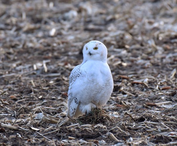 Snowy owl looking for more voles Clearview, Ontario, CA