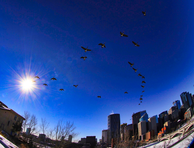 Canadian Geese Calgary, Alberta, CA