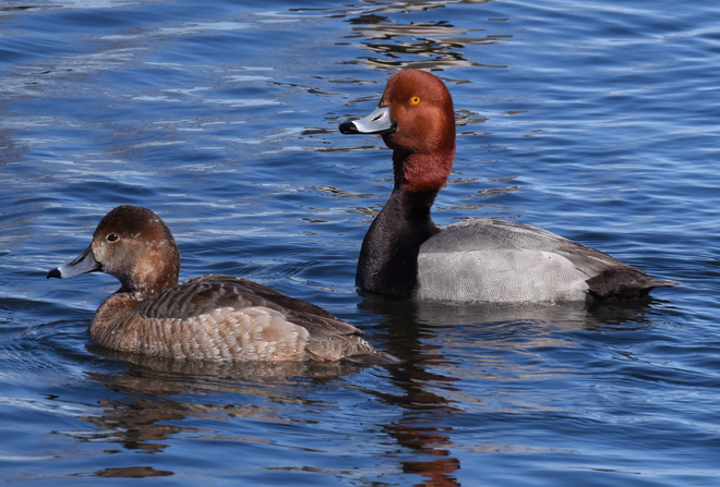 Redhead pair Barrie, Ontario, CA