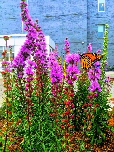 Butterfly Toronto, Ontario, CA