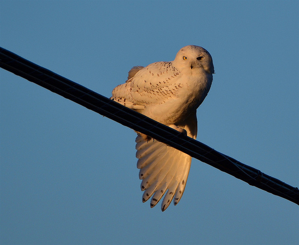 Snowy Owl Stretching Its Wing Lennox and Addington County, ON