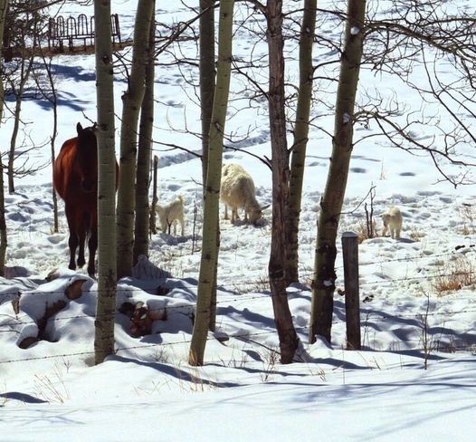 A Horse, a Sheep & two Lambs Bragg Creek, Alberta, CA