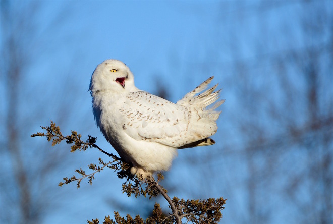 Snowy Owl Lennox and Addington County, ON