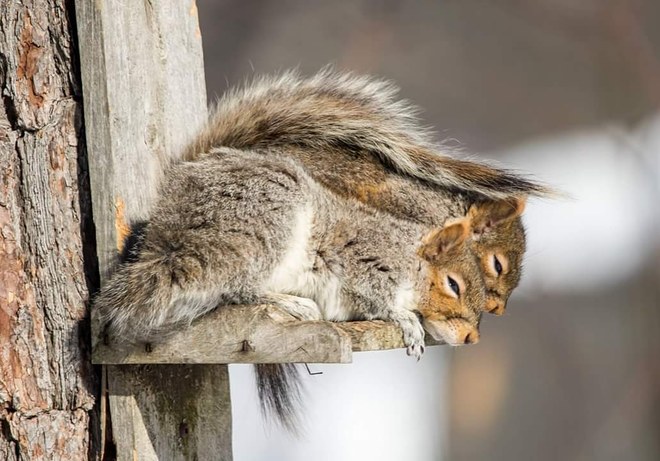 Snuggling squirrels having a nap! Oromocto, NB