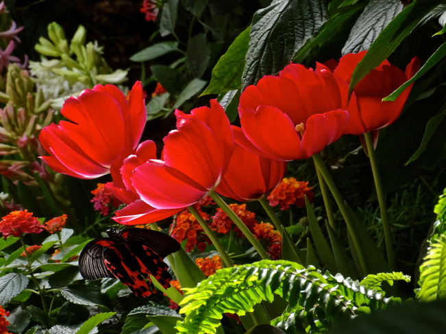 Tulipes et papillon en libertÃ©... Jardin botanique de Montréal (Sherbrooke / Pie-IX), Montréal, QC