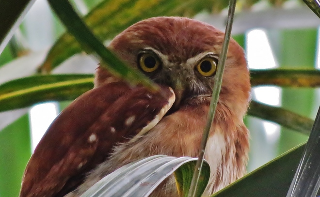Ferruginous Pygmy Owl Kingston, ON