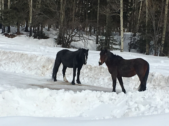 Wild horses Bearberry, Alberta, CA