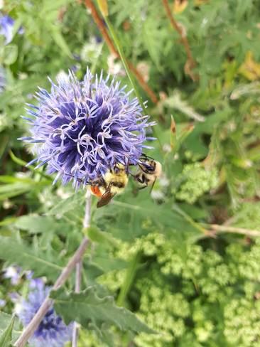 busy bees Lethbridge, AB
