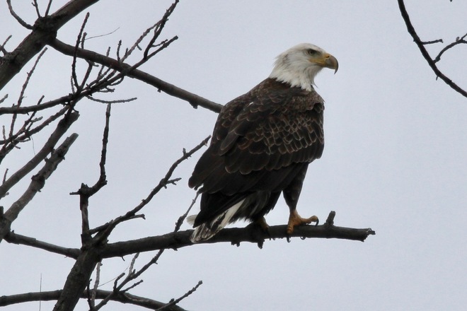 Bald Eagle Hamilton, ON