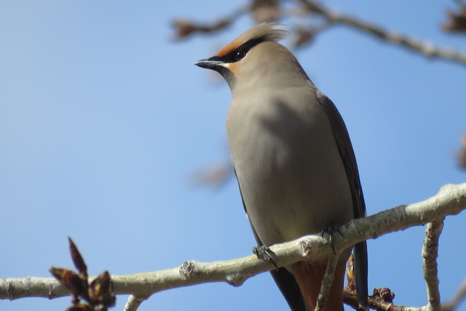 Up close of a Waxwing Sherwood Park, AB