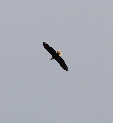 Bald Eagle Flying Ottawa, Ontario, CA