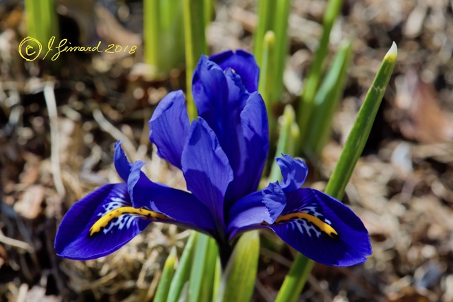 Iris reticulata 'Harmony' Cobourg, ON