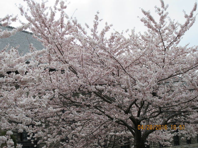 Cherry Blossom Niagara Falls, ON