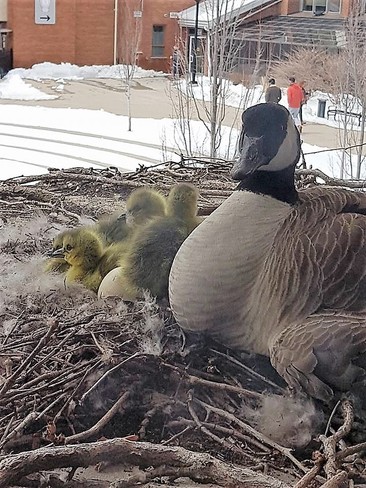 Mama Goose and her goslings Wilfrid Laurier University, University Avenue West, Waterloo, ON