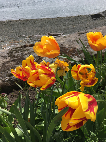 Colorful Tulips Victoria, British Columbia, CA