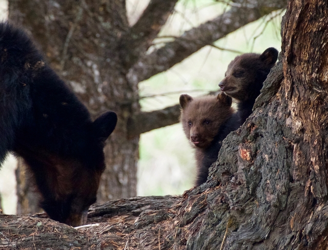 Black bear mother and two cubs Kamloops B.C.