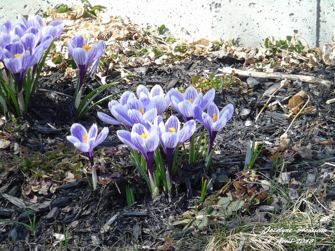 Fleurs du printemps. Ferme-Neuve Municipalité
