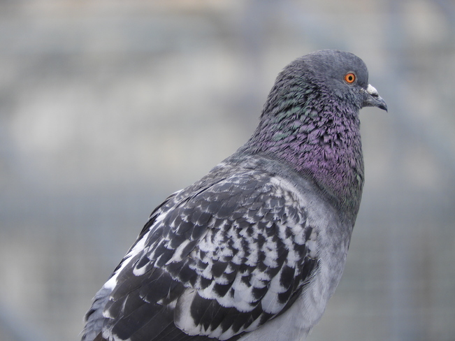 Pigeon de profil Matane, QC