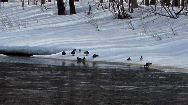 les canards sauvage Rang Élisée, Saint-André-du-Lac-Saint-Jean, QC G0W, Canada