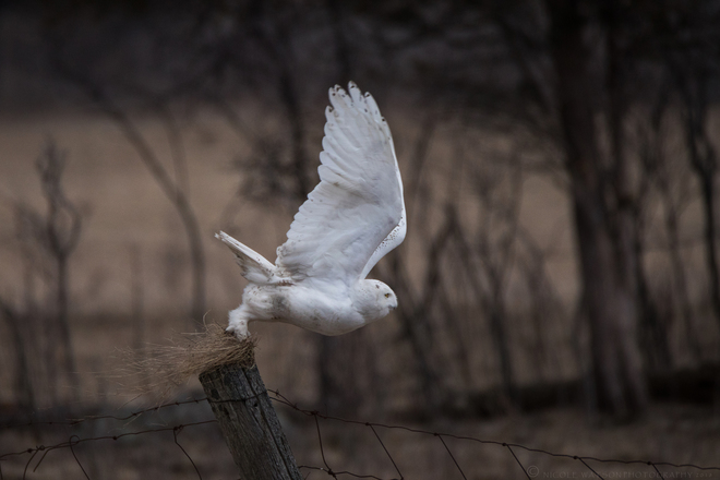 Snowy Owl Frontenac County, ON