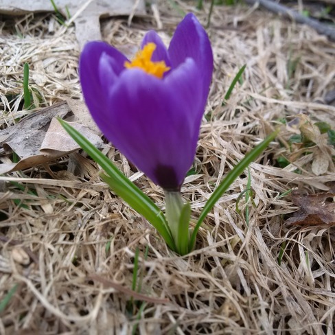 Spring Flowers Sault Ste. Marie, ON