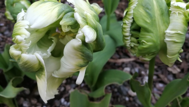 Strange green and white tulips Saanich, BC