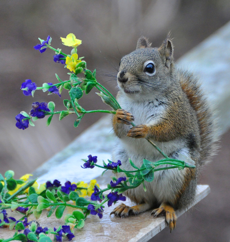 Image result for squirrel with flowers