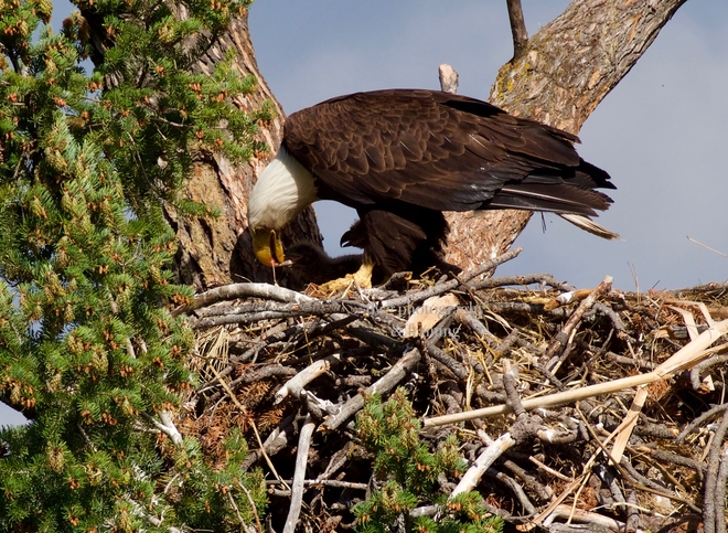 Bald eagle feeding young Kamloops B.C.