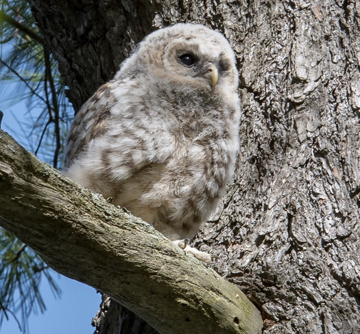 Barred Owl Baby(owlet) Kingston, Ontario, CA