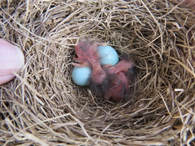 bluebird babies Glen Morris, ON