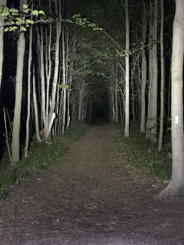 Forest walking at night Ballantrae, Ontario, CA