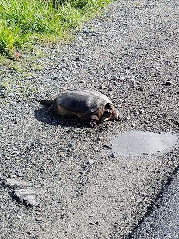 Snapping Turtle Basking in Sun Renforth, NB
