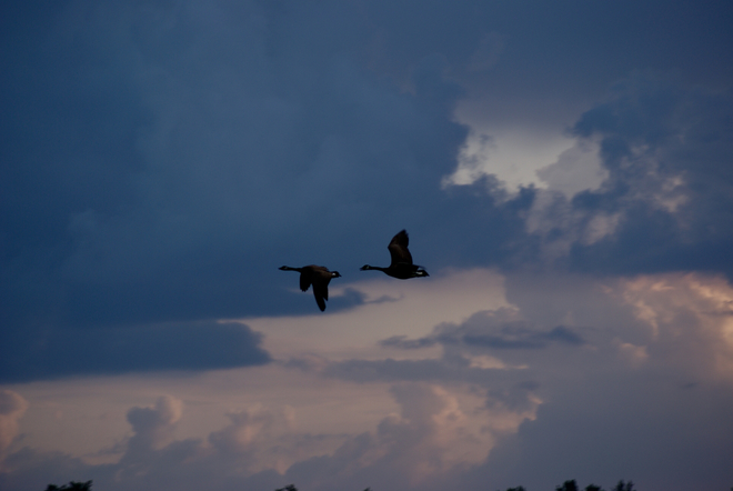 Geese flying in for the night. Chilliwack, British Columbia, CA