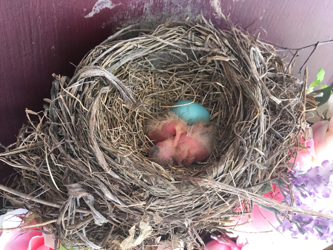 Bird nest, egg and babies Kingston, Ontario | K7P 0C4