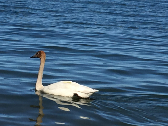 Beautiful Swan ðŸ˜Š Toronto, Ontario | M1C 4P1
