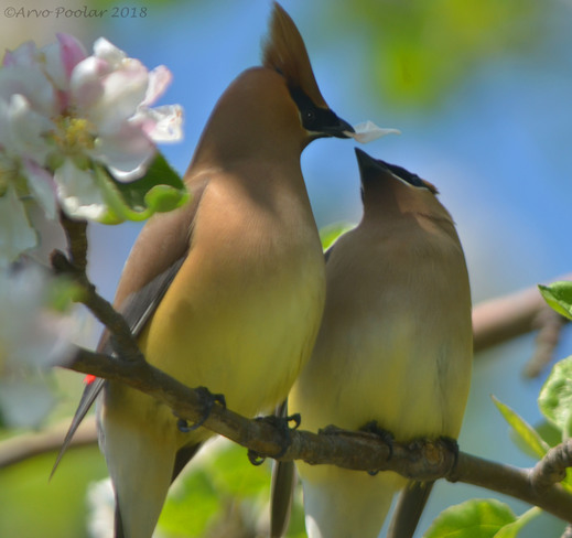Cedar Waxwings exchanging blossom leaves Scarborough Bluffs Park, Scarborough, ON