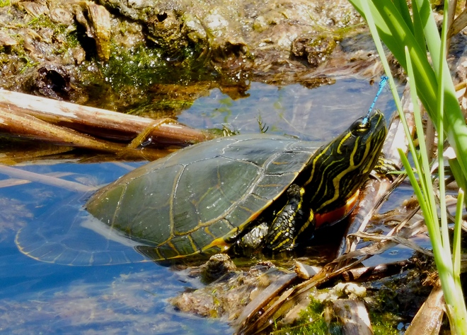 THE TURTLE AND THE DAMSELFLY!! Cranbrook, BC