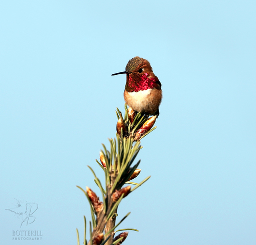 Hummingbird Cranbrook, BC