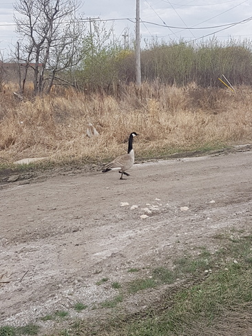 Just out for a stroll North Battleford, SK