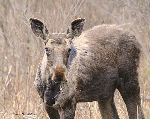 Adorable Moose Yearling Algonquin Park, ON