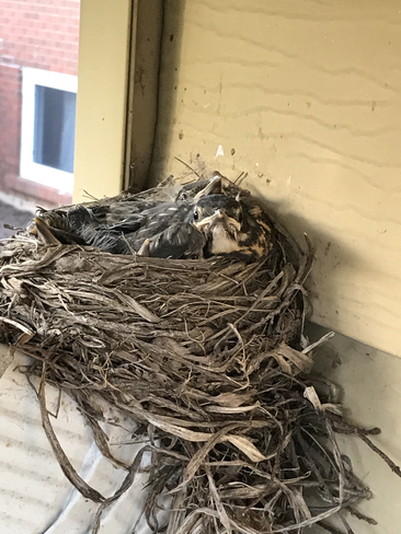 Baby robins Orangeville, Ontario | L9W 1E8