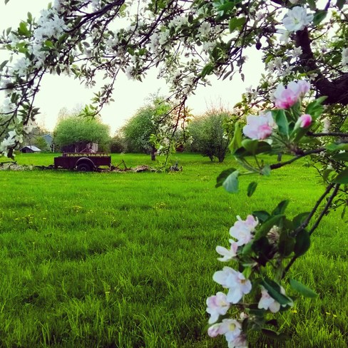Apple Blossoms Thornbury, ON