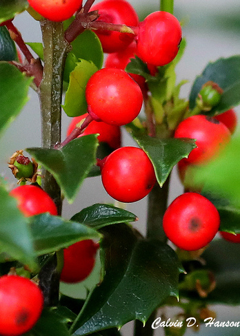 Holly berries Cornwall, ON