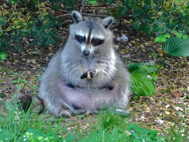 Pregnant Raccoon London, ON