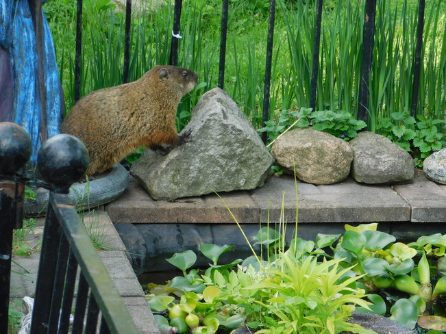 Groundhog at pond London, ON