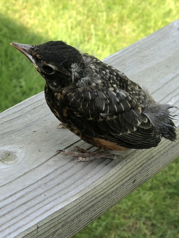 Baby Bird Whitby, Ontario, CA