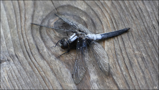 Dragon fly, Elliot Lake. Elliot Lake, ON