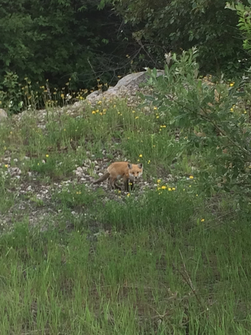 Baby Fox Magnetawan, Ontario, CA
