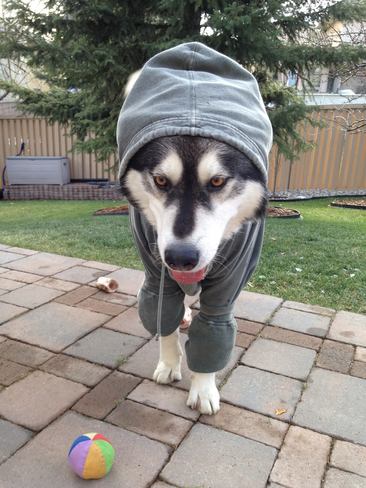 Dog hoodie Calgary, AB