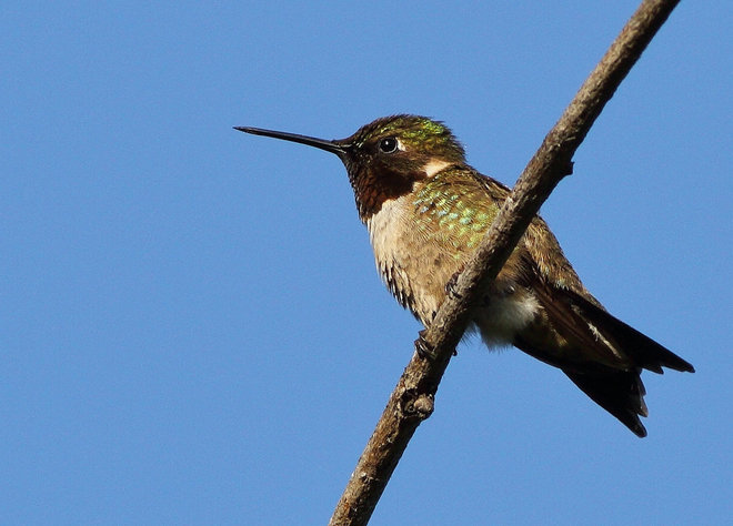Ruby-throated hummingbird Ottawa, ON